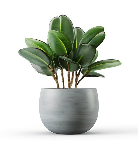 Product outdoor plant.jpg